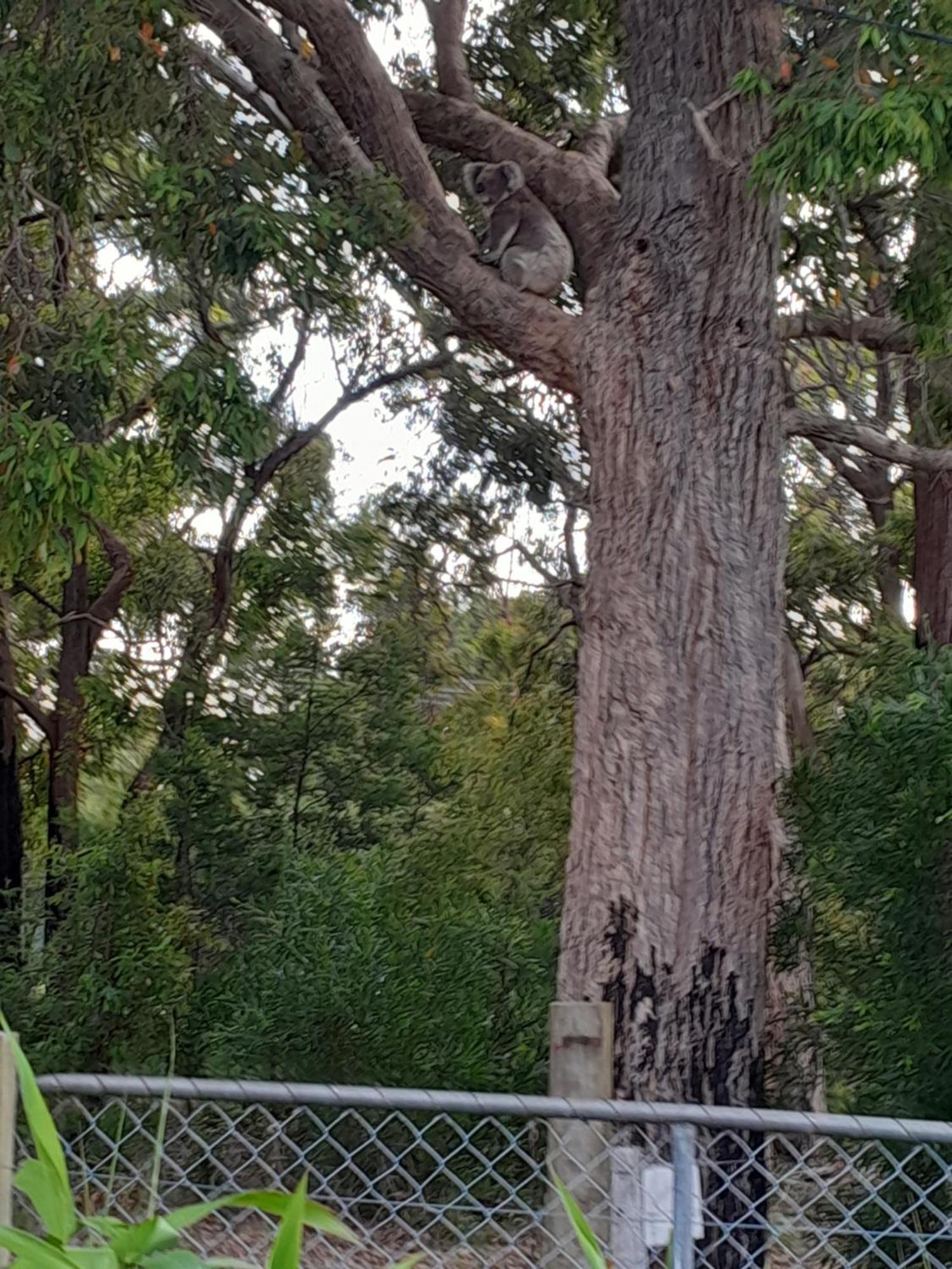 Coola Studio Mallacoota Exterior foto